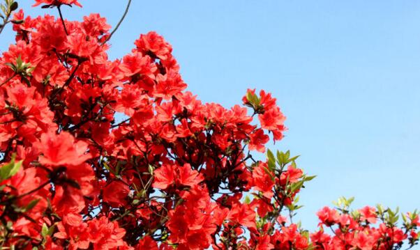 杜鵑花是映山紅嗎，杜鵑花和映山紅的區(qū)別