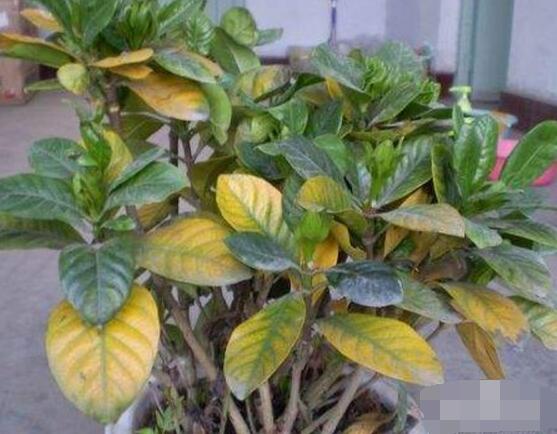 梔子花葉子發(fā)黃怎么辦，七大辦法變得枝繁葉茂