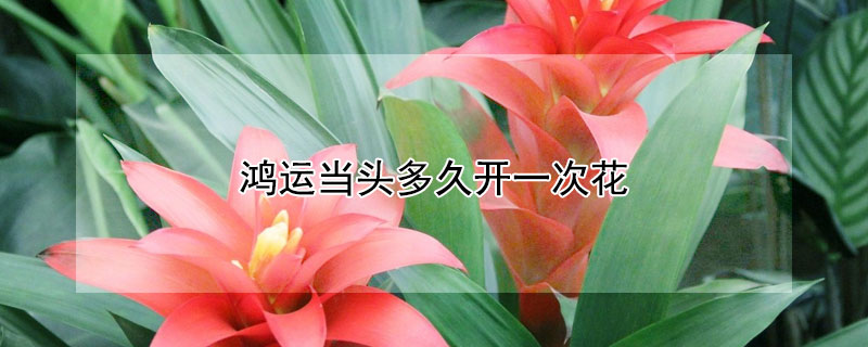鴻運當(dāng)頭多久開一次花