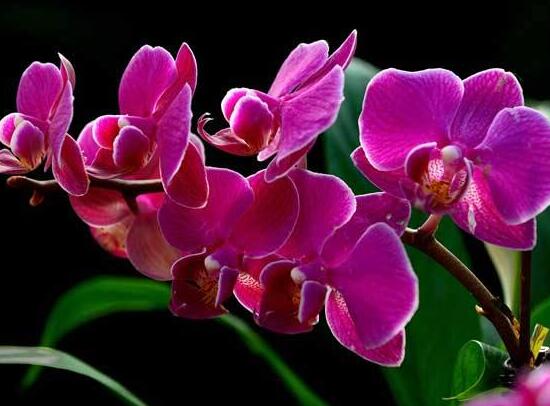 蝴蝶蘭什么時候開花，蝴蝶蘭一年開幾次花