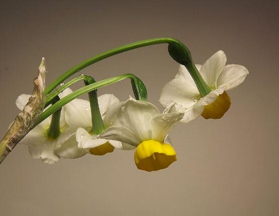 水仙花可以四季水培嗎，水仙花水培方法