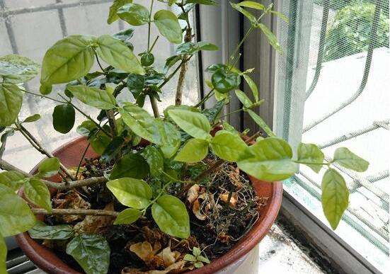 茉莉花怎么修剪，茉莉花修剪方法