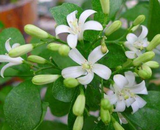 九里香什么時(shí)候開(kāi)花，九里香一年開(kāi)幾次花(七月盛開(kāi))