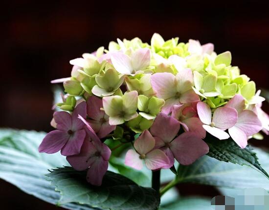 繡球花花期多久，花開(kāi)花謝持續(xù)25天(6-8月開(kāi)花)