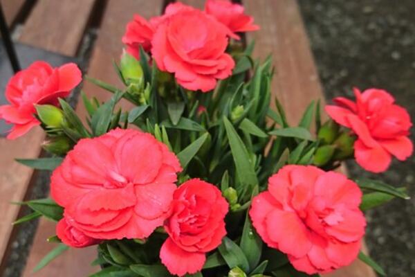 茶花怎么養(yǎng)，茶花的養(yǎng)殖方法和注意事項