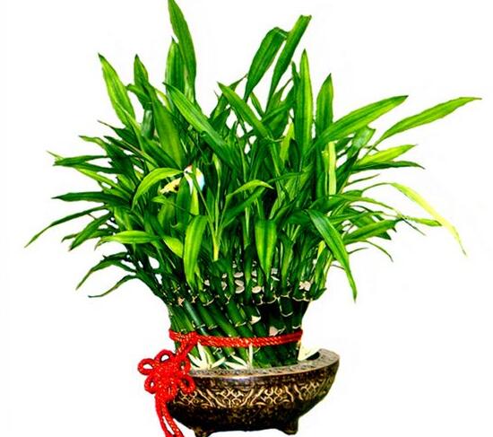 富貴竹花語是什么，富貴竹養(yǎng)幾根才最好