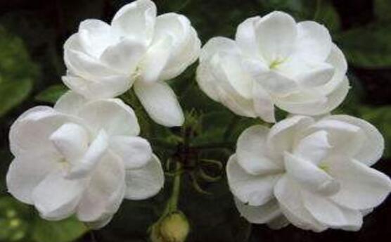 茉莉花怎么澆水，茉莉花澆水方法