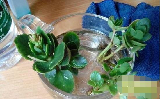 長壽花可以水培嗎，長壽花水培方法