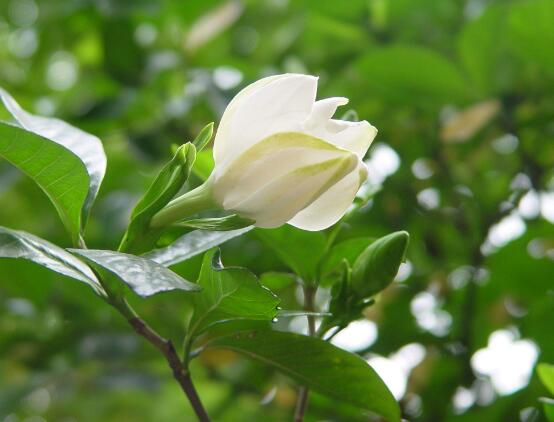 梔子花怎么養(yǎng)，梔子花養(yǎng)殖方法