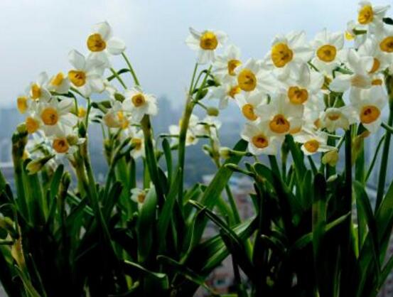 土培水仙花怎么澆水，土培水仙花澆水方法
