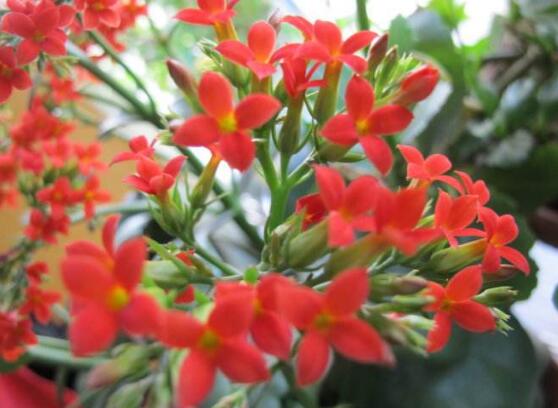 長壽花怎么澆水，遵循不干不澆、澆則澆透原則