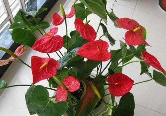 紅掌放在家中什么位置好，紅掌的風(fēng)水?dāng)[放及作用
