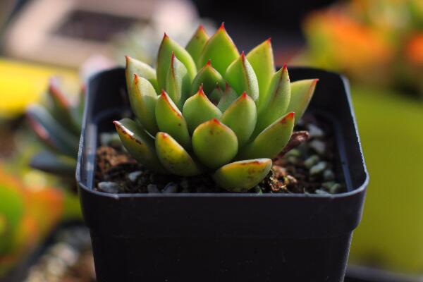寶石花掉下來是怎么了，可能是以下5種原因導致