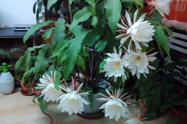 曇花葉子發(fā)黃怎么辦，分析問題的原因并及時(shí)處理