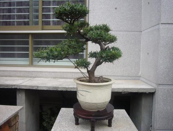 羅漢松品種，盤點羅漢松最珍貴的五大品種