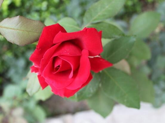 玫瑰花怎么施肥，玫瑰花施氮磷鉀肥最為合適