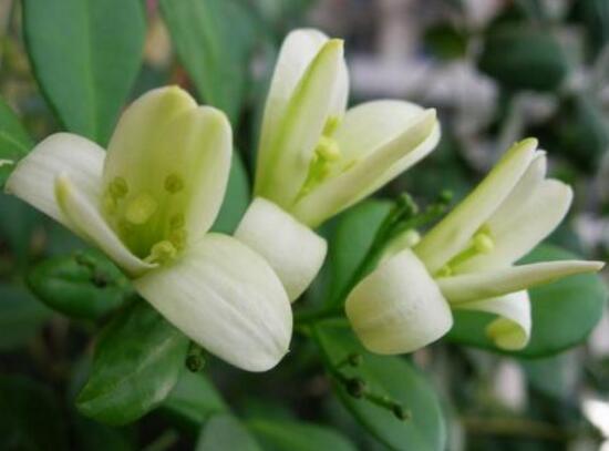 九里香花期多長時間，九里香不開花的原因