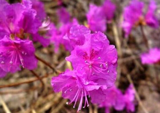 杜鵑花花期多長時(shí)間，杜鵑花一年開幾次花