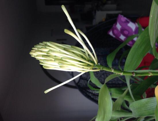 富貴竹會開花嗎，富貴竹開花意味著什么