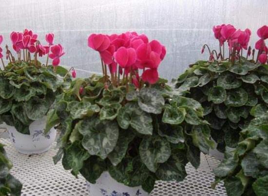 仙客來什么時候播種，仙客來的種植方法