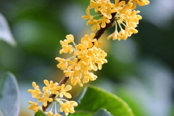 桂花樹怎么養(yǎng)才長得好，每天要保證6~8小時光照