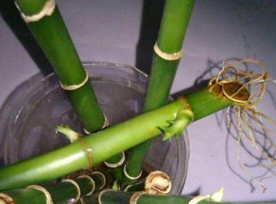富貴竹長高了怎么修剪，水養(yǎng)富貴竹修剪圖解