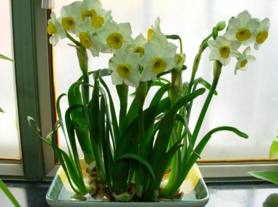 水仙花怎么養(yǎng)，水仙花養(yǎng)殖方法