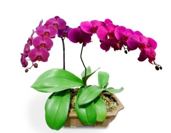 蝴蝶蘭花謝后怎么處理，最簡單蝴蝶蘭家庭養(yǎng)法