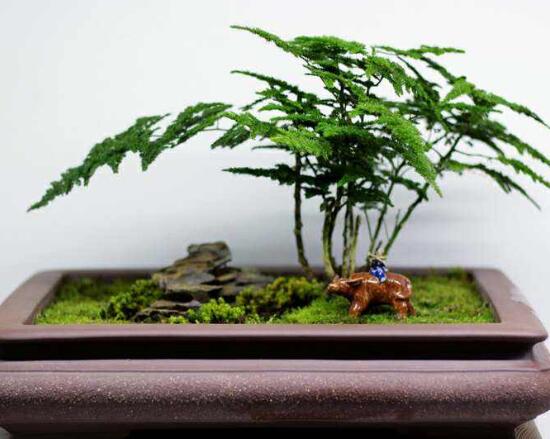矮文竹怎樣養(yǎng)才能矮壯，矮文竹的養(yǎng)殖方法