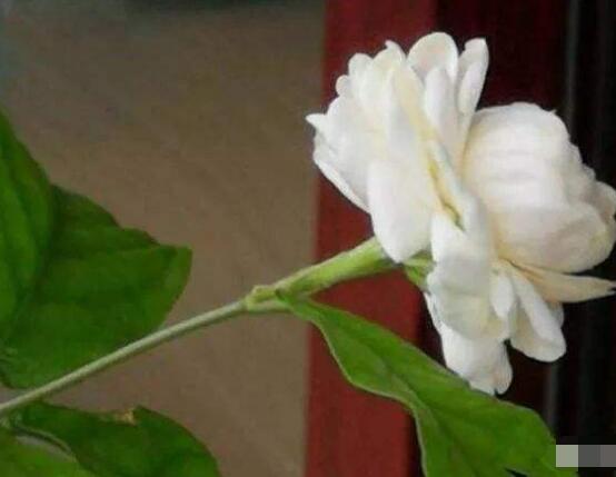 茉莉花花期多久，茉莉花花期長(zhǎng)達(dá)半年(5-10月)