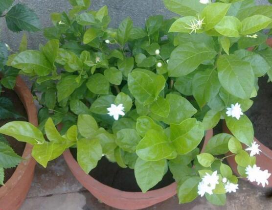 茉莉花怎么養(yǎng)，茉莉花養(yǎng)殖方法
