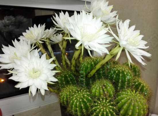 仙人球什么時(shí)候開(kāi)花，仙人球開(kāi)花是什么兆頭/吉祥如意