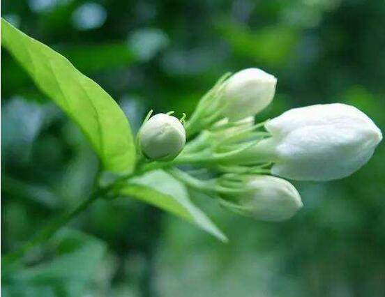 茉莉花爛根了怎么辦，換土換盆洗凈重新種植