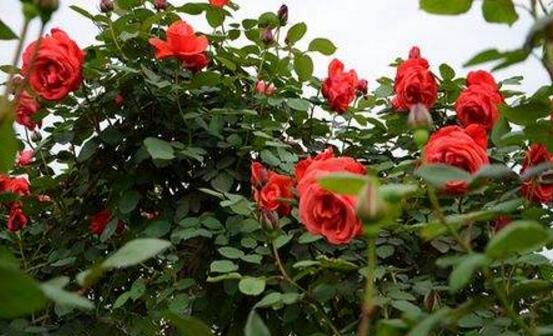 玫瑰花怎么施肥，玫瑰花施氮磷鉀肥最為合適
