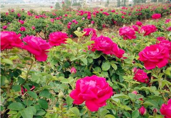 玫瑰花什么時(shí)候開(kāi)花，玫瑰開(kāi)花在每年初夏期間