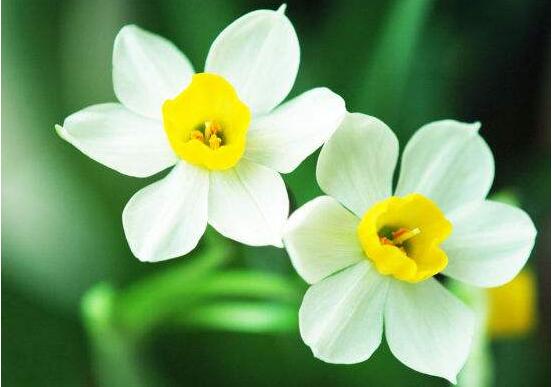 水仙花怎么養(yǎng)，水仙花養(yǎng)殖方法