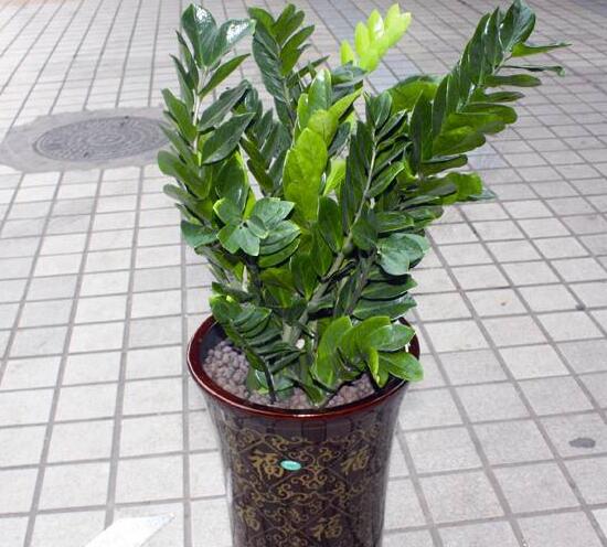 金錢樹怎么換盆，金錢樹的移植換盆方法