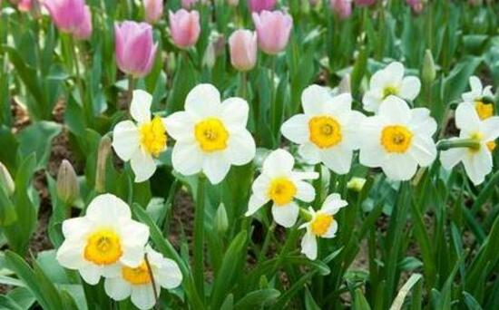 水仙花什么時候開花，水仙花花期在冬季