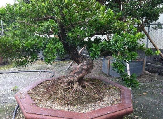 羅漢松可以水培嗎，羅漢松水培養(yǎng)殖方法