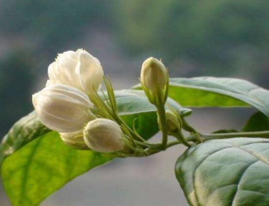 茉莉花爛根了怎么辦，換土換盆洗凈重新種植