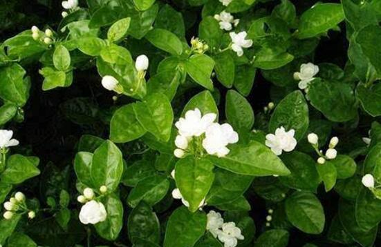茉莉花有毒嗎，茉莉花可以放在室內(nèi)嗎