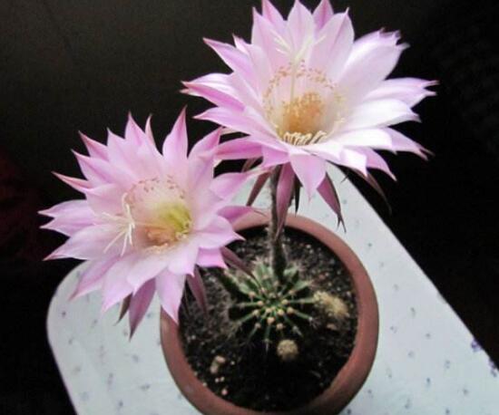 仙人球什么時(shí)候開(kāi)花，仙人球開(kāi)花是什么兆頭/吉祥如意