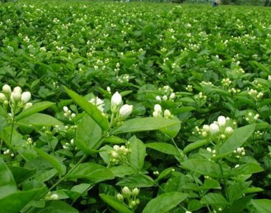 茉莉花怎么繁殖，茉莉花繁殖方法