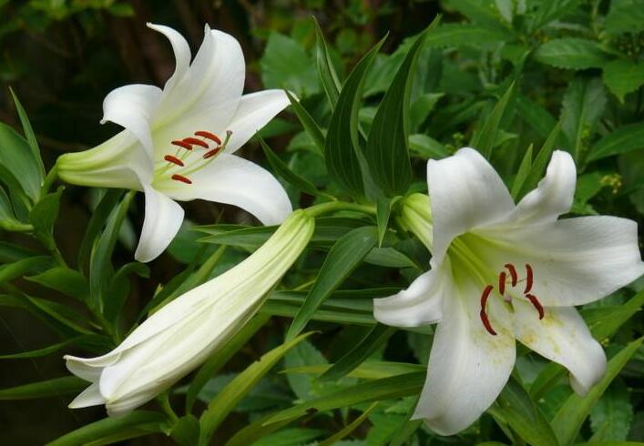 新鮮百合花能吃嗎，有的可以有的則不行