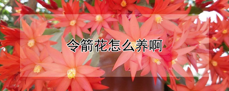 令箭花怎么養(yǎng)啊