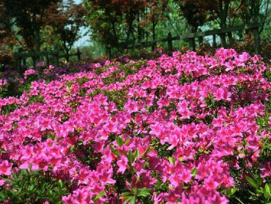 杜鵑花葉子發(fā)黃怎么辦，杜鵑花葉子發(fā)黃解決辦