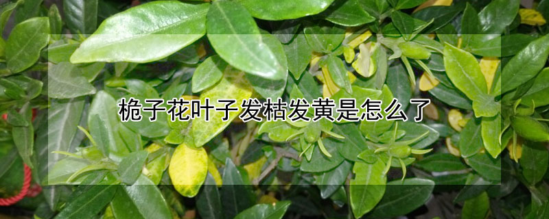 桅子花葉子發(fā)枯發(fā)黃是怎么了