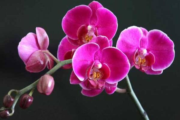 蝴蝶蘭在什么時(shí)間開(kāi)放