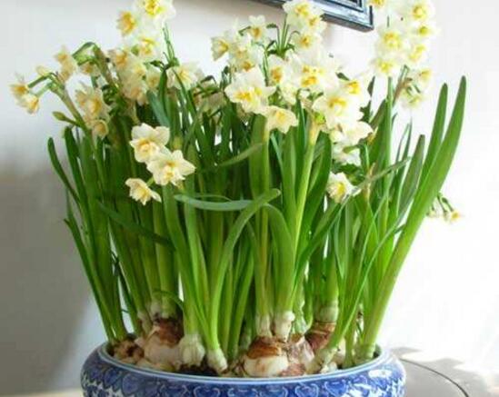 水仙花可以四季水培嗎，水仙花水培方法