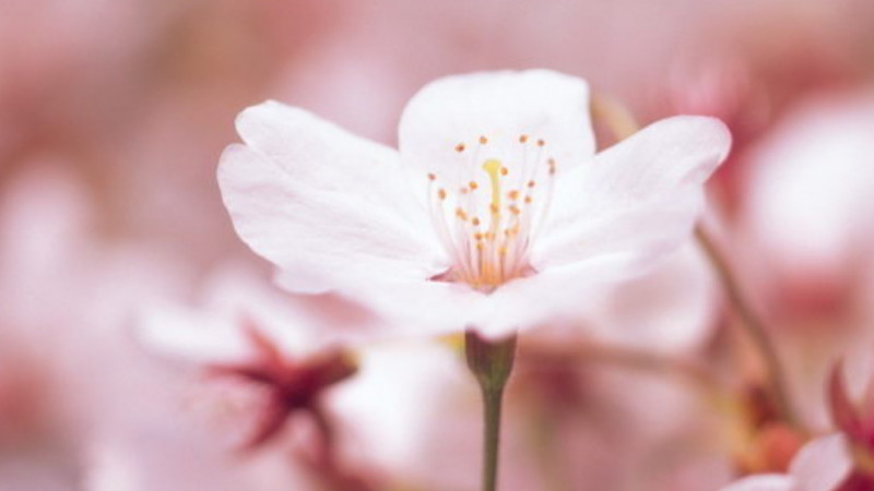 櫻花草花語(yǔ)